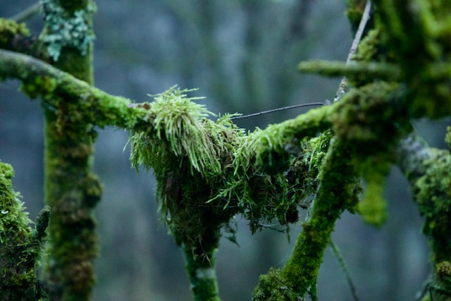 Temperate Rainforests